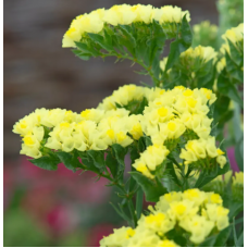 Насіння статиця Фореве жовта (Zip-пакет 25 нас.)