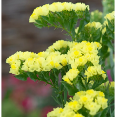 Насіння статиця Фореве жовта (Zip-пакет 25 нас.)