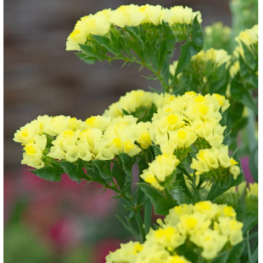 Насіння статиця Фореве жовта (Zip-пакет 25 нас.) опис, характеристики, відгуки