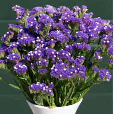 Насіння статиця Фореве синя (Zip-пакет 25 нас.)