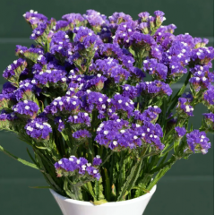 Насіння статиця Фореве синя (Zip-пакет 25 нас.)