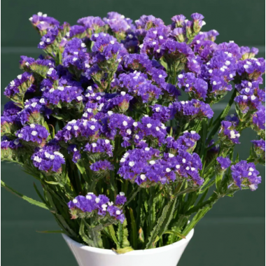 Насіння статиця Фореве синя (Zip-пакет 25 нас.) опис, характеристики, відгуки