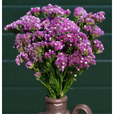 Насіння статиця Фореве рожева (Zip-пакет 25 нас.)