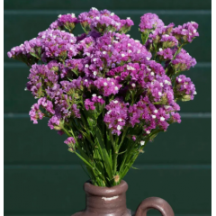 Насіння статиця Фореве рожева (Zip-пакет 25 нас.)