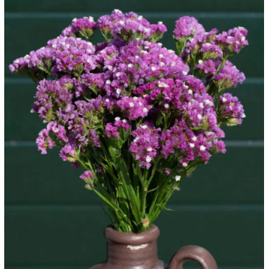 Насіння статиця Фореве рожева (Zip-пакет 25 нас.) опис, характеристики, відгуки