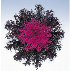 Насіння капуста декоративна Пеакок ред (Zip-пакет 10 нас.)