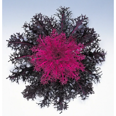 Насіння капуста декоративна Пеакок ред (Zip-пакет 10 нас.) опис, характеристики, відгуки