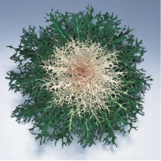 Насіння капуста декоративна Пеакок біла (Zip-пакет 10 нас.)