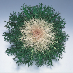 Насіння капуста декоративна Пеакок біла (Zip-пакет 10 нас.)