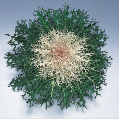 Насіння капуста декоративна Пеакок біла (Zip-пакет 10 нас.) опис, характеристики, відгуки