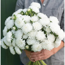 Насіння айстра Тауер піоновидна біла (Zip-пакет 0,1г)