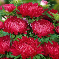 Насіння айстра Тауер піоновидна червона (Zip-пакет 0,1г)