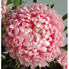 Насіння айстра Тауер піоновидна кремово-рожева (Zip-пакет 0,1г)