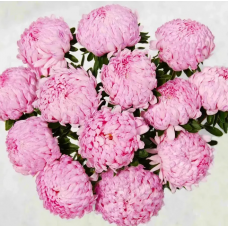 Насіння айстра Тауер піоновидна пінк (Zip-пакет 0,1г)
