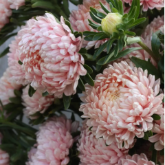 Насіння айстра Тауер піоновидна шампань (Zip-пакет 0,1г)