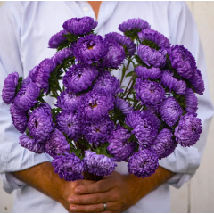 Насіння айстра Тауер піоновидна синя (Zip-пакет 0,1г)