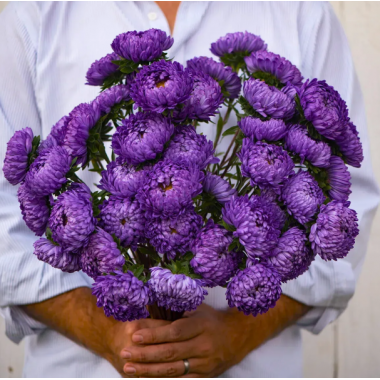 Насіння айстра Тауер піоновидна синя (Zip-пакет 0,1г) опис, характеристики, відгуки