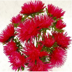 Насіння айстра Валькірія скарлет (Zip-пакет 0,1г)