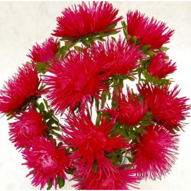 Насіння айстра Валькірія скарлет (Zip-пакет 0,1г) опис, характеристики, відгуки