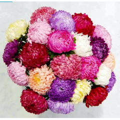 Насіння айстра Тауер піоновидна суміш (Zip-пакет 0,1г)