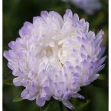 Насіння айстра Тауер піоновидна срібно-синя  (Zip-пакет 0,1г)