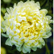 Насіння айстра Тауер піоновидна жовта (Zip-пакет 0,1г)