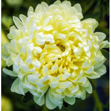 Насіння айстра Тауер піоновидна жовта (Zip-пакет 0,1г) опис, характеристики, відгуки