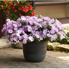 Семена петуния ампельная Вейв F1 misty lilac (Zip-пакет 3 сем. драж.)