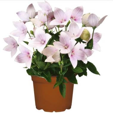 Насіння платикодон низький Астра light pink (Zip-пакет 5 нас.) опис, характеристики, відгуки