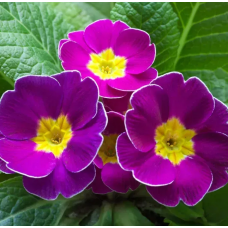 Семена примула бесстебельная Данова light violet (Zip-пакет 5 сем.)