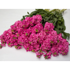 Насіння левкой махровий Айрон rose pink (Zip-пакет 10 нас.)