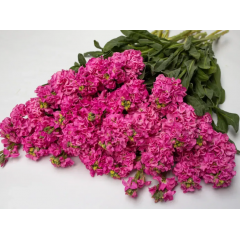 Семена левкой махровый Айрон rose pink (Zip-пакет 10 сем.)