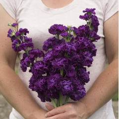 Семена левкой махровый Айрон purple (Zip-пакет 10 сем.)