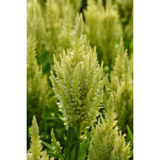 Насіння целозія пір'яста (70 - 100 см) Сандей green (Zip-пакет 5 нас. драж.)