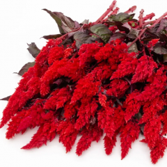 Семена целозия перистая (70 - 100 см) Сандей red (Zip-пакет 5 семян драж.)