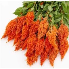 Насіння целозія пір'яста (70 - 100 см) Сандей orange (Zip-пакет 5 нас. драж.)
