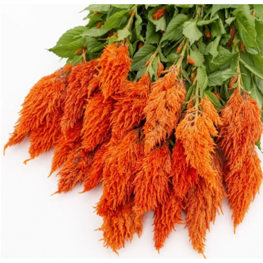 Семена целозия перистая (70 - 100 см) Сандей orange (Zip-пакет 5 семян драж.) описание, отзывы, характеристики