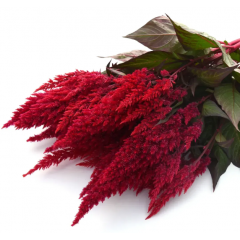 Семена целозия перистая (70 - 100 см) Сандей wine red (Zip-пакет 5 семян драж.)
