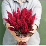 Насіння целозія пір'яста (70 - 100 см) Сандей wine red (Zip-пакет 5 нас. драж.) опис, характеристики, відгуки
