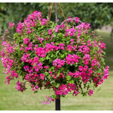 Насіння пеларгонія ампельна Торнадо Fuchsia (Zip-пакет 3 нас.)