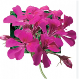 Насіння пеларгонія ампельна Торнадо Fuchsia (Zip-пакет 3 нас.) опис, характеристики, відгуки