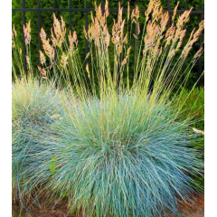 Насіння костриця Валійська сиза (Zip-пакет 10 нас.) Насіння костриця Валійська сиза (Zip-пакет 10 нас.)