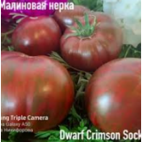 Семена томат Гном Малиновая нерка низкорослый (12 сем.) описание, отзывы, характеристики