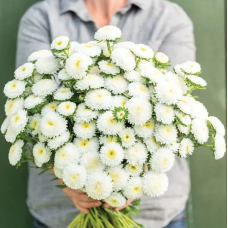 Семена астра Мацумото white (Zip-пакет 30 семян)