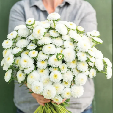 Семена астра Мацумото white (Zip-пакет 30 семян) описание, отзывы, характеристики