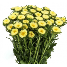 Семена астра Мацумото yellow (Zip-пакет 30 семян)