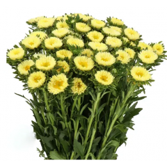 Семена астра Мацумото yellow (Zip-пакет 30 семян)