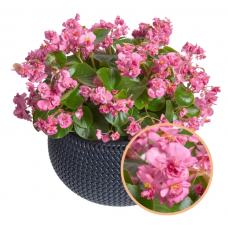 Семена Бегония вечноцветущая махровая Фея F1 rose (Zip-пакет 10 сем. драже)