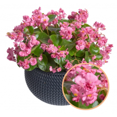 Семена Бегония вечноцветущая махровая Фея F1 rose (Zip-пакет 10 сем. драже)