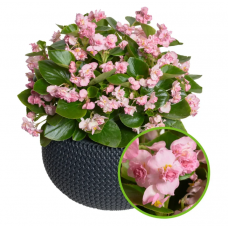 Семена Бегония вечноцветущая махровая Фея F1 pink (Zip-пакет 10 сем. драже)